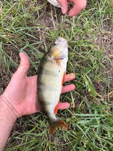 European Perch