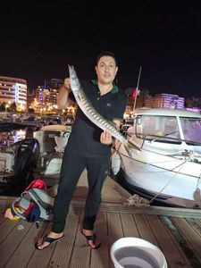Great Barracuda