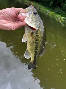 Largemouth Bass