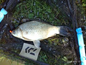 Prussian Carp