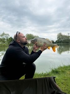 Common Carp