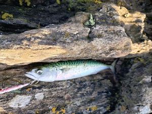 Mackerel