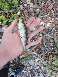 European Perch