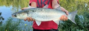 Thicklip Grey Mullet