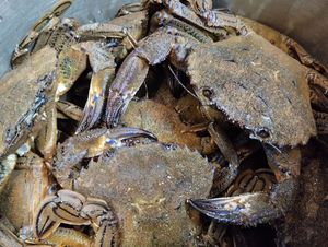 Velvet Swimming Crab