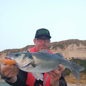 European Bass (Seabass)