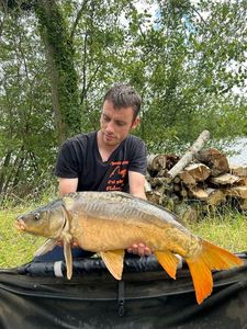 Mirror Carp