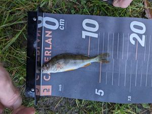 European Perch