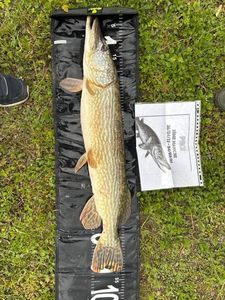 Northern Pike