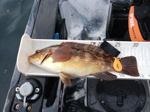 Ballan Wrasse