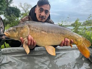 Mirror Carp