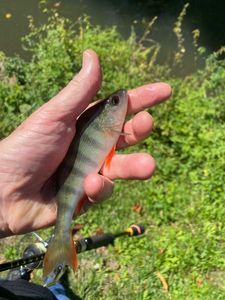 European Perch