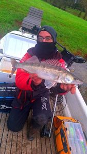 Zander