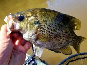 Rock Bass