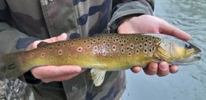 Brown Trout