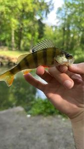 European Perch