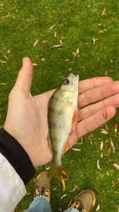European Perch
