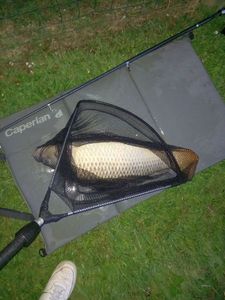 Common Carp