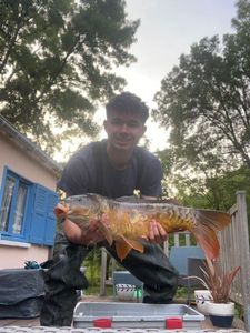Mirror Carp