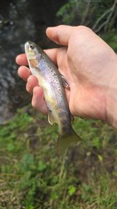 Brown Trout