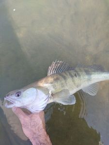 Zander