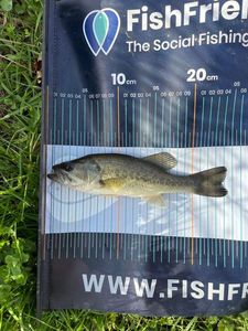 Largemouth Bass