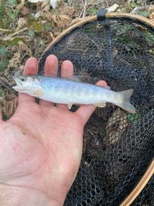 Brown Trout