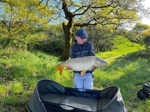 Common Carp