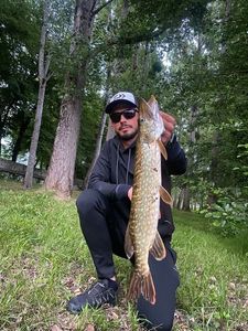 Northern Pike