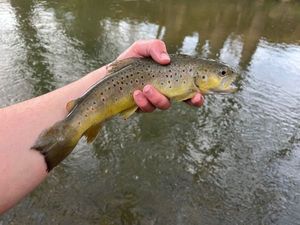 Brown Trout