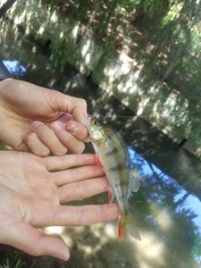 European Perch