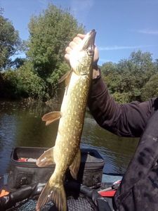 Northern Pike