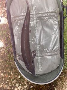 Sturgeon