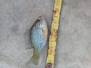 Green Sunfish