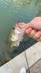 Largemouth Bass