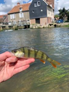 European Perch