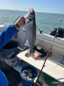 European Bass (Seabass)