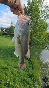 Largemouth Bass
