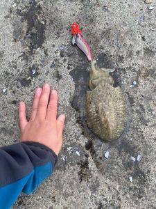 Common Cuttlefish