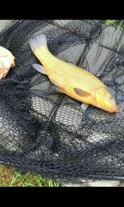 Tench