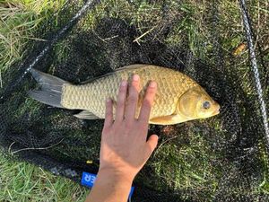 Crucian Carp
