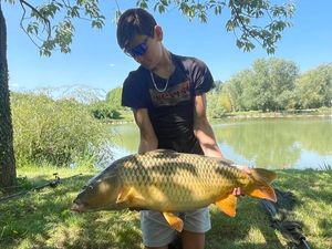 Common Carp