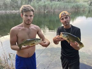 Largemouth Bass