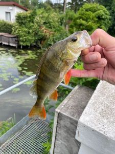 European Perch
