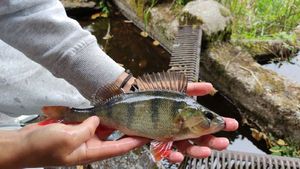 European Perch