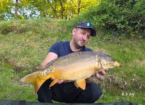 Mirror Carp