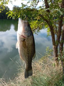 Largemouth Bass