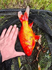 Goldfish