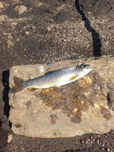 Brown Trout