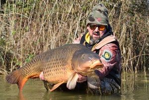 Common Carp